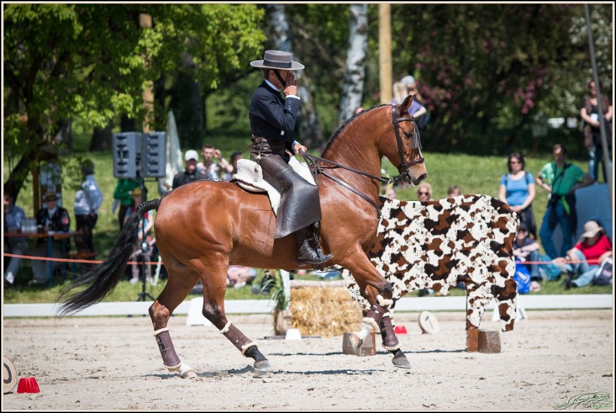 Pferd International 063